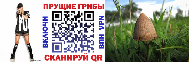 наркошоп  Нолинск  Псилоцибиновые грибы Magic Shrooms 